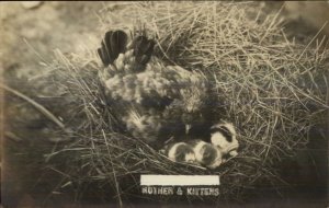 Nature - Chicken Cares For Newborn Kittens in Her Nest Cat Real Photo Postcard