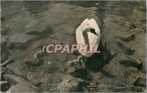 Postcard Modern Lake Geneva Swans on Lake