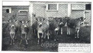 Heifer Calves, Hood Farm Pogis, Lowell Mass. USA Dairy, Cow Cows, Unused ligh...