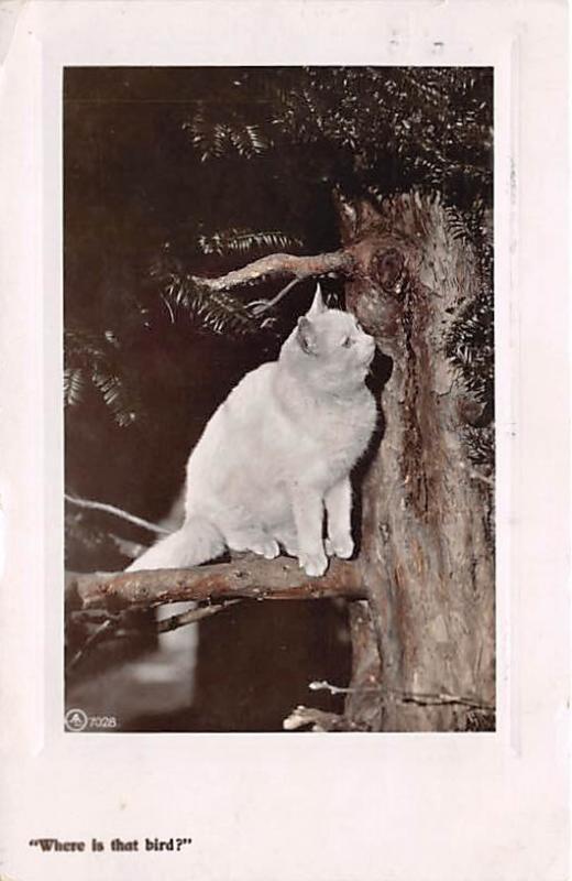 Where is that Bird Cat 1908 