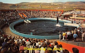 Marineland of the Pacific WHALE SHOW Pool Stadium c1960s Vintage Postcard