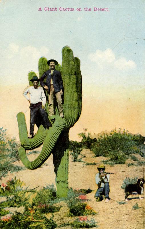 A Giant Cactus on the Desert