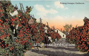 Picking Oranges - MIsc, CA