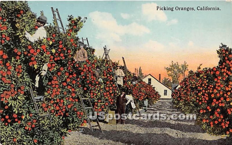 Picking Oranges - MIsc, CA