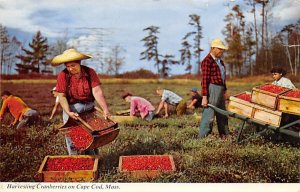 Harvesting Cranberries Cape Cod, Massachusetts, USA 1966 paper tears in card,...