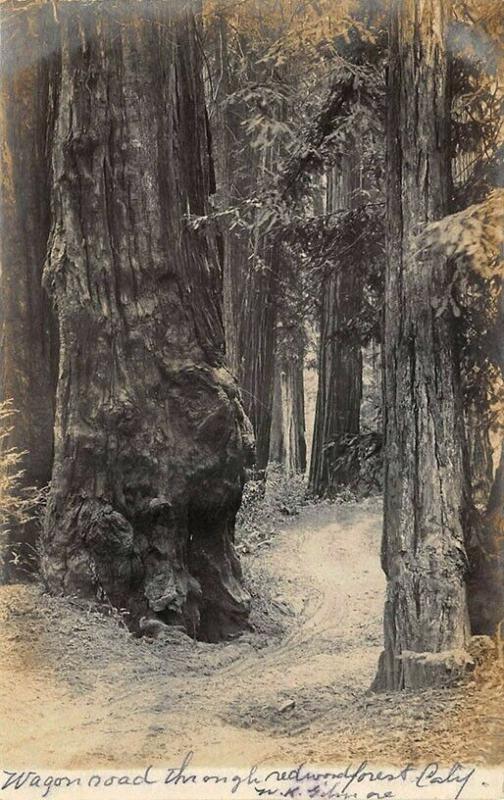 Wagon Road Thru Redwood Forest CA Real Photo Postcard