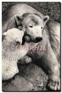 Old Postcard Polar Bear and his little