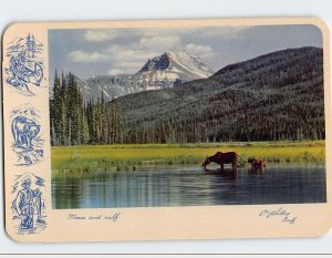Postcard Moose And Calf, Canadian Rockies, Canada 