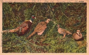 Vintage Postcard 1956 Four Birds Animals on Grass Greenfield Nature Artwork