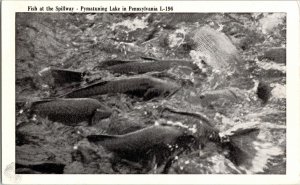 Pymatuning Lake Pennsylvania Fish Divided Postcard Unposted Antique BW Postcard 