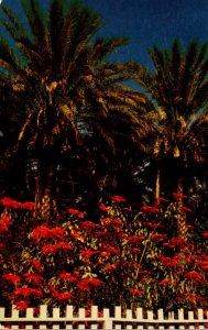 California Indio Poinsettias and Date Palms Near Shield's Date Gardens