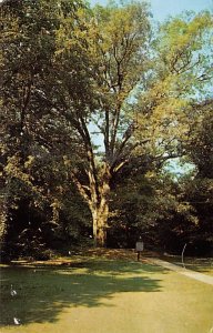 Boundary Oak Lincoln's birthplace Hodgenville Kentucky  