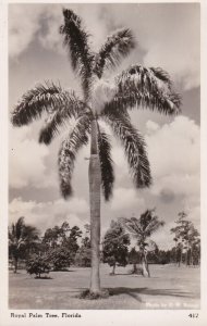 Florida Royal Palm Tree Real Photo