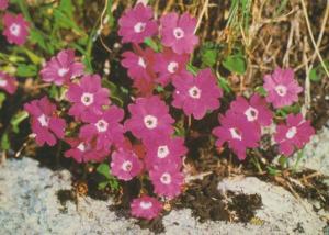 Viscious Primrose Swiss Unusual Rare Flowers Postcard