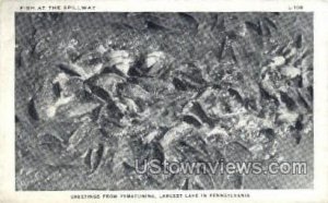 Fish at the spill way  - Pymatuning Lake, Pennsylvania PA Postcard