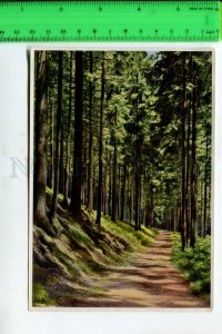 425129 GERMANY forest plants Picea excelsa Hermann Fischer CIGARETTE Tobacco