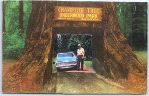 Postcard - Chandelier Tree Underwood Park - Leggett, California