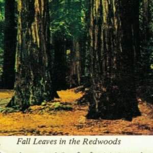 USA Fall Leaves in the Redwoods California Vintage Postcard 07.64
