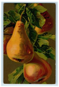 c1910s Fruit Painted Serier Art Still Life Pears Made In Italy Postcard 