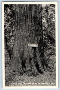 Santa Cruz California CA Postcard Roosevelt Big Tree Grove c1940 Vintage Antique