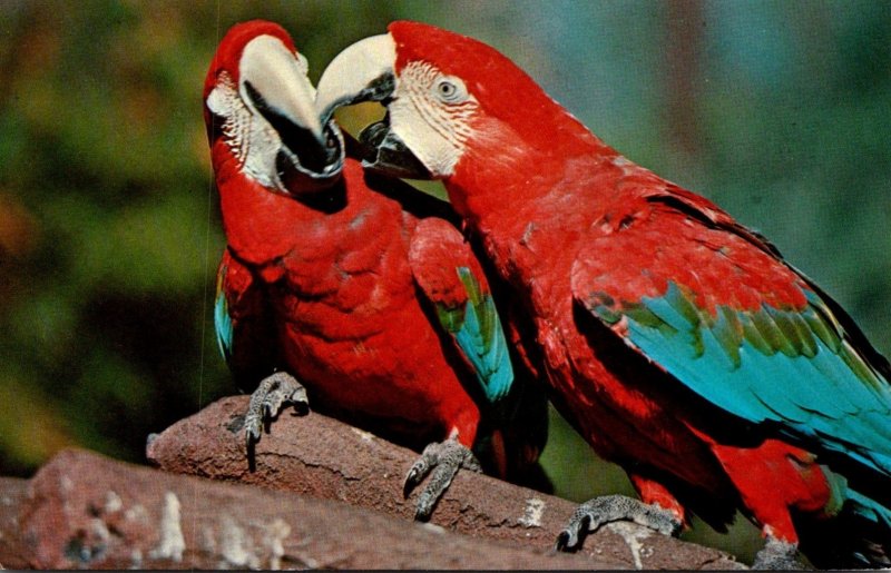 Florida St Petersburg Green Wing Macaws At Sunken Gardens