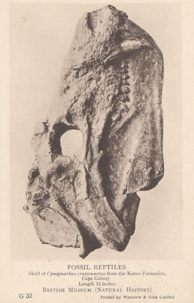 cynognathus fossil