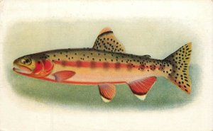 Steinhart Aquarium Postcard Salmo Agua Bonita Jordan Golden Trout Fish