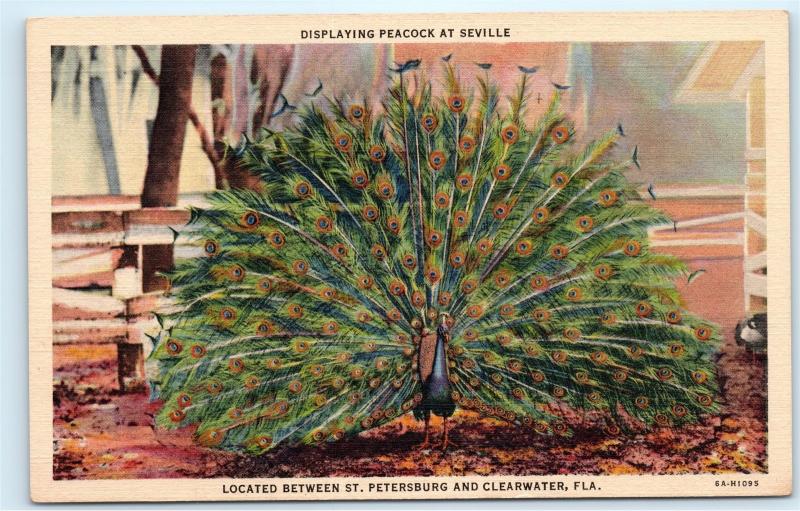 *Beautiful Peacock Opening Spreading Feathers Seville FLA Vintage Postcard A64
