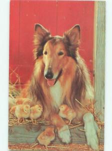 Pre-1980 Close-Up BEAUTIFUL COLLIE DOG WITH BABY CHICKS AC5913