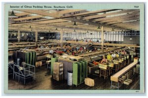 c1930's Interior of Citrus Packing House Southern California CA Postcard