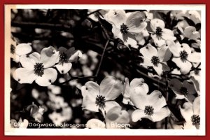 Dogwood Blossoms In Full Bloom RPPC - [MX-1143]