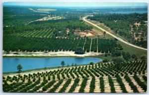 Postcard - Citrus groves and lakes as seen from the top of the Citrus Tower - FL