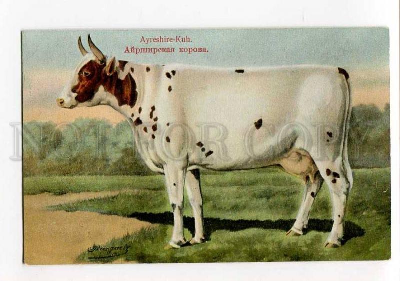 270032 RUSSIAN BUNGART Ayrshire Cow Vintage BAGGOVUT postcard