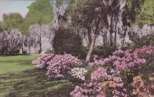 South Carolina Charleston Azalea Gardens Yeamans Hall Club Albertype Handcolored