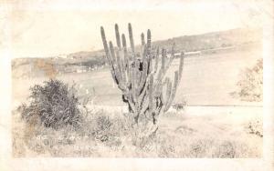 Guantanamo Bay Cuba Giant Cactus Real Photo Antique Postcard K18928