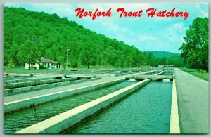 Norfolk Trout Hatchery Mountain Home Arkansas AR UNP Chrome Postcard I13