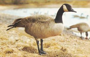 Giant Canada Goose