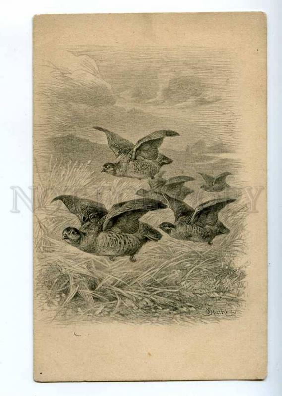 189158 RUSSIA Bird hunting partridges Specht Vintage postcard