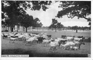 BR73369 goats calcutta maidan    india