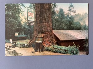 Tree House Redwood Highway CA Chrome Postcard A1169085505