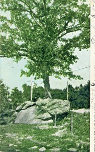 Postcard Antique View of Tree growing out of a Rock, Waterbury, CT.  L6