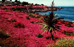 California Pacific Grove Waterfront Along Lovers' Point Covered By The I...