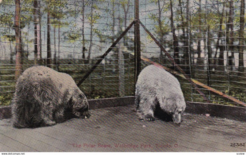 TOLEDO, Ohio, 00-10s; Polar Bears, Walbridge Park