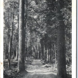 c1940s Litchfield, MN Forest Trail Road Hermon Postcard A118