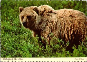 Toklat Grizzly Bear Alaska Postcard PC149