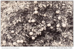 Grape Fruit Tree In The Lower Rio Grande Valley Texas