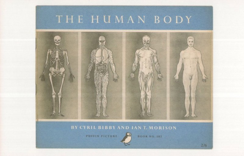 The Human Body Cyril Bibby 1955 Puffin Book Postcard