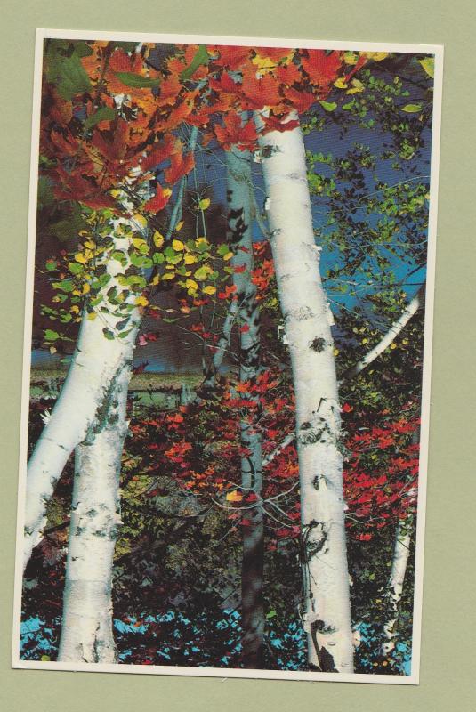 White Mountains New Hampshire Postcard Sugar Maple Birch Trees