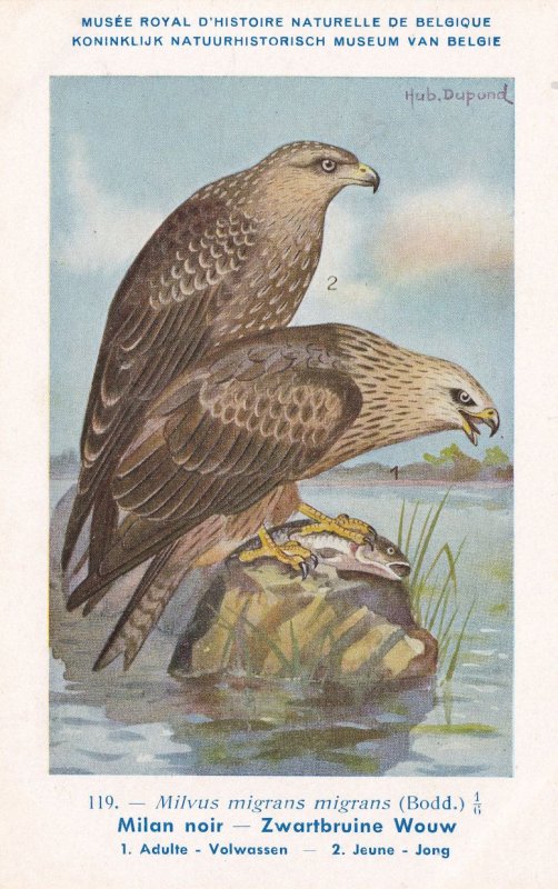 Milvus Migrans Black Kite WW2 Vintage Rare Bird Postcard