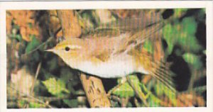 Brooke Bond Vintage Trade Card Woodland Wildlife 1980 No 9 Wood Warbler